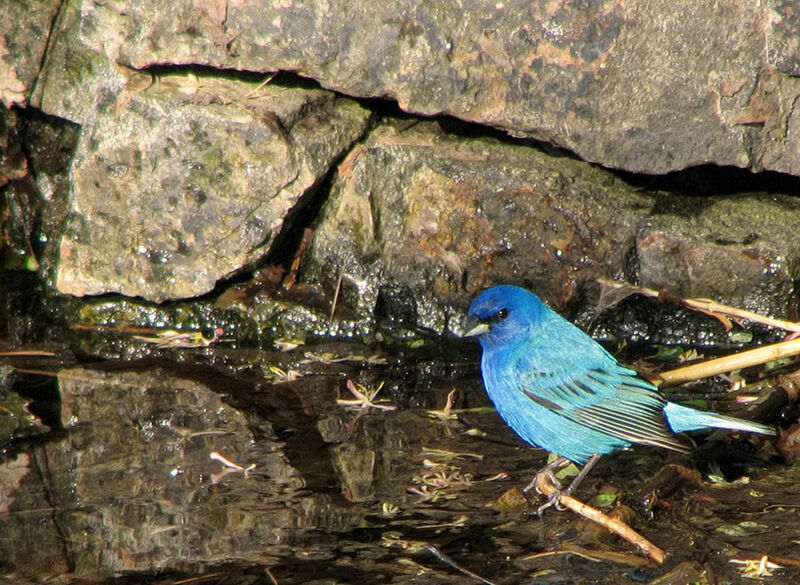 Indigo Bunting