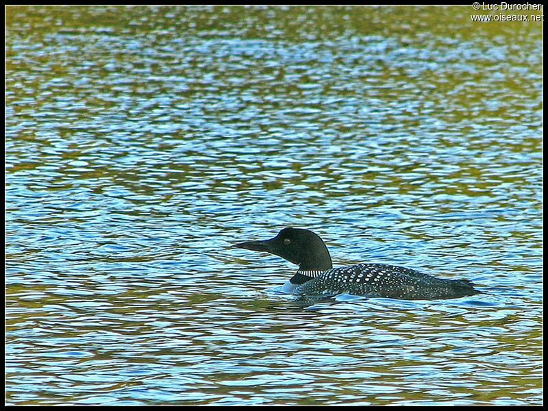 Plongeon imbrin