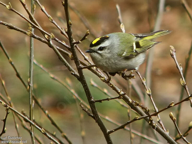 Roitelet à couronne dorée, identification