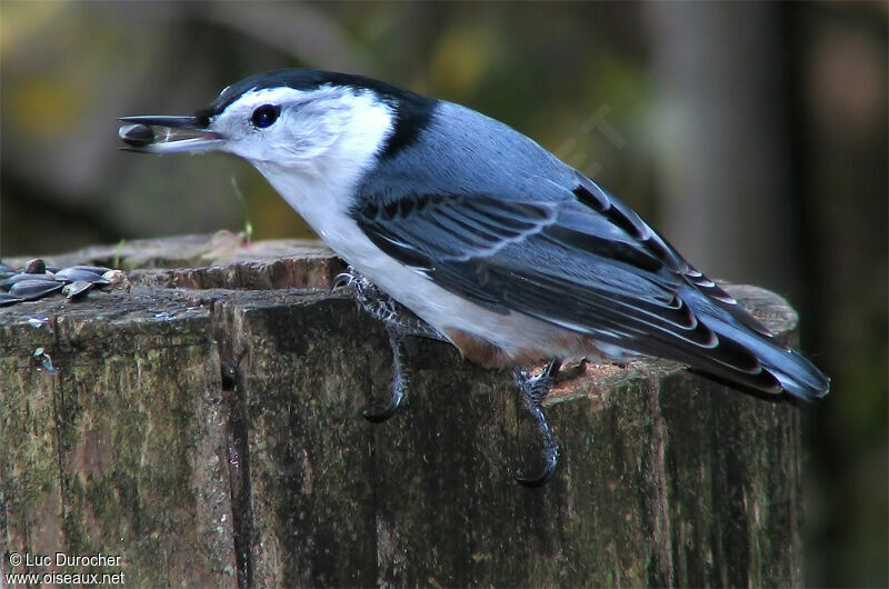 White-breasted Nuthatch