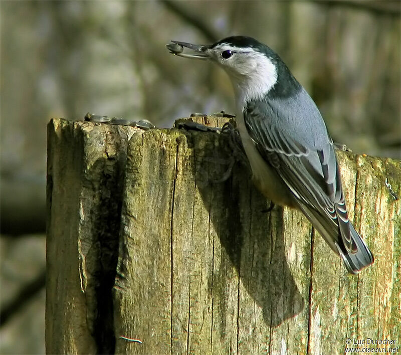 White-breasted Nuthatch