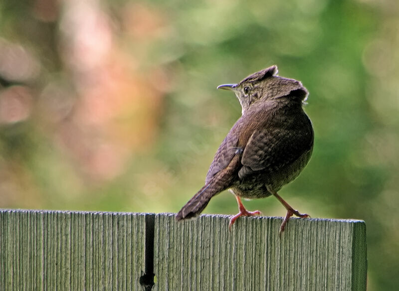 Northern House Wren