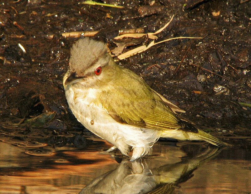 Viréo à oeil rouge