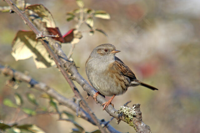 Dunnock