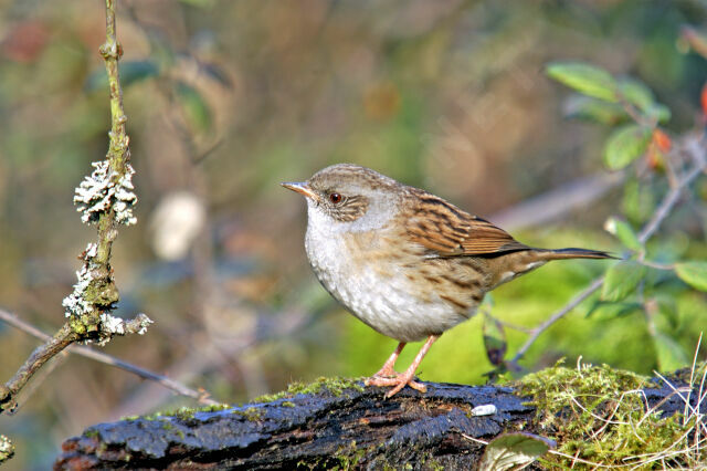 Dunnock