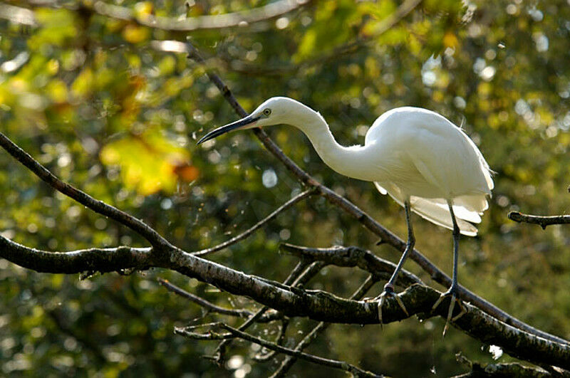 Aigrette garzette