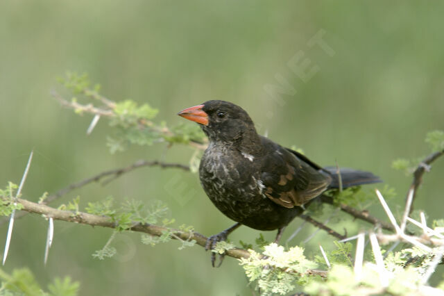 Red-billed Buffalo Weaver