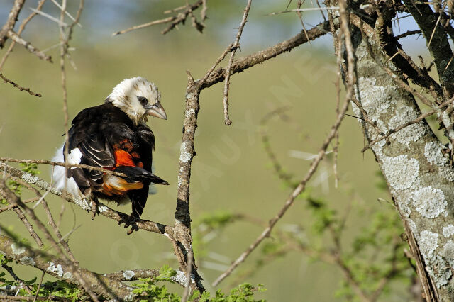 White-headed Buffalo Weaver