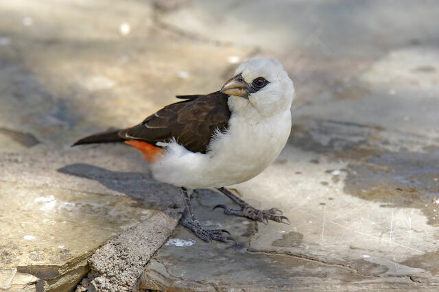 White-headed Buffalo Weaver