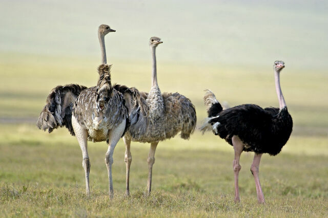 Common Ostrich