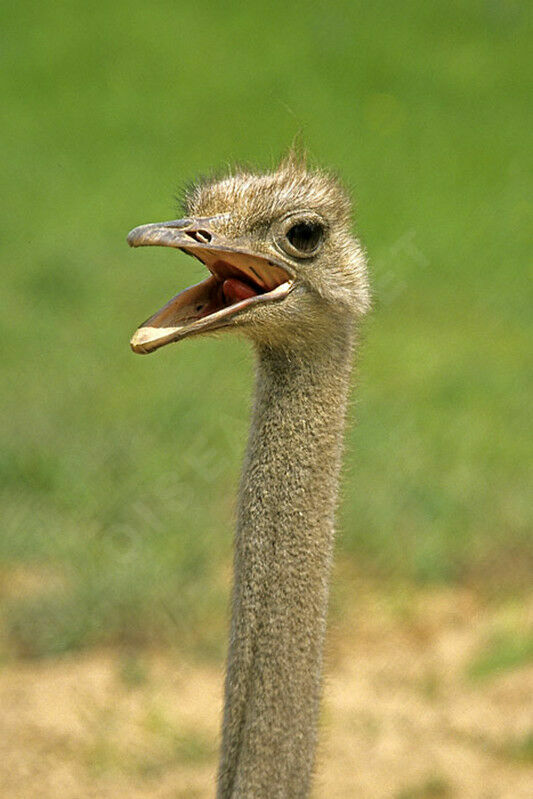 Common Ostrich