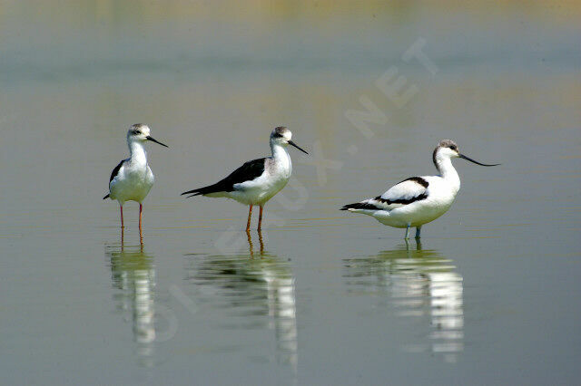 Avocette éléganteadulte