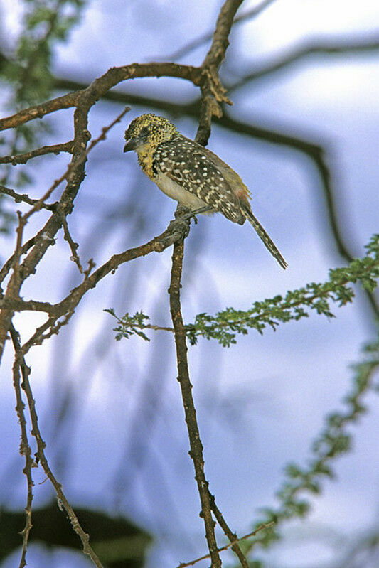 D'Arnaud's Barbet