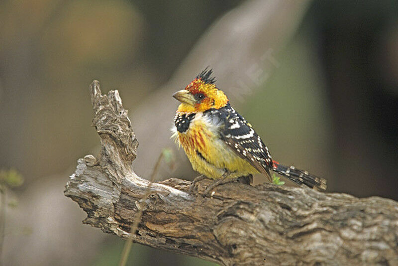 Crested Barbet