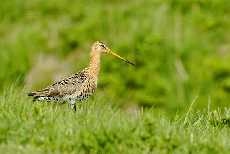 Black-tailed Godwit male adult breeding