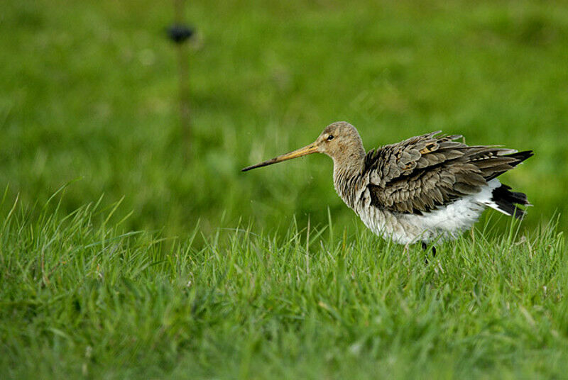 Black-tailed Godwit