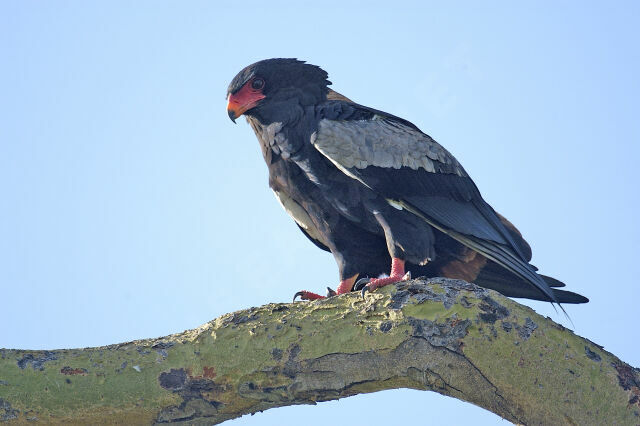 Bateleur