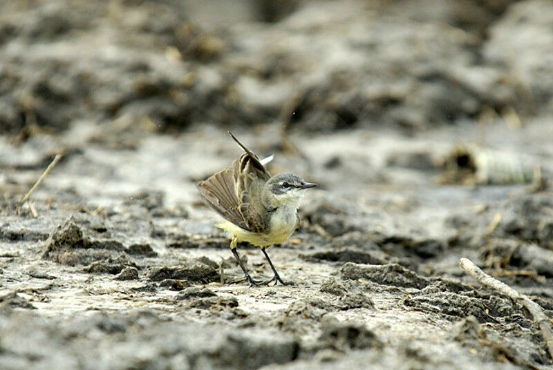 Western Yellow Wagtail male adult breeding