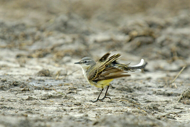 Western Yellow Wagtail male adult breeding