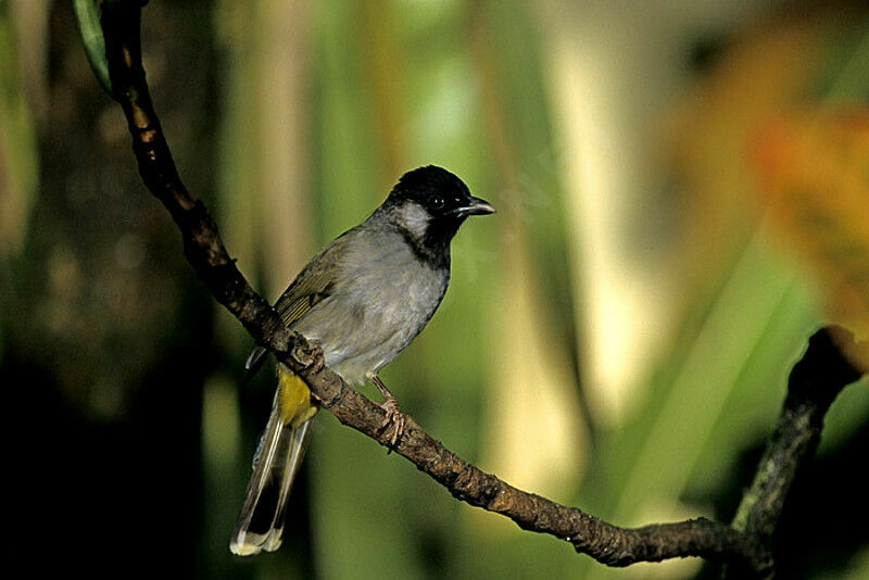 White-eared Bulbul