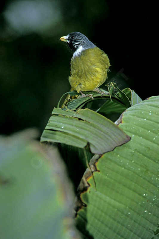 Collared Finchbill