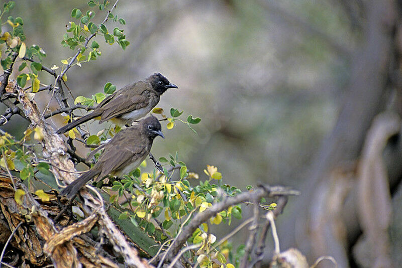 Bulbul tricolore