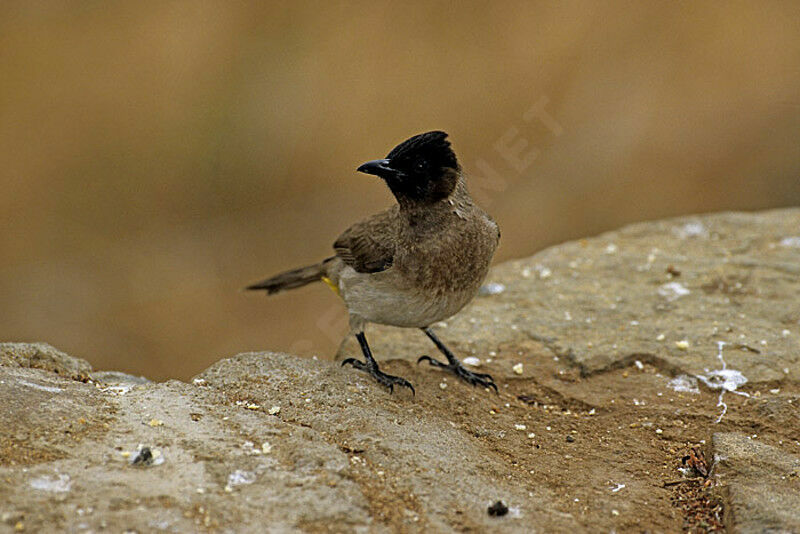 Dark-capped Bulbul