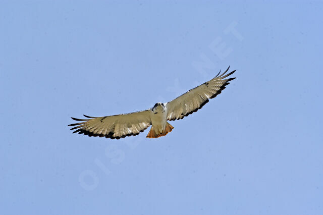 Augur Buzzard