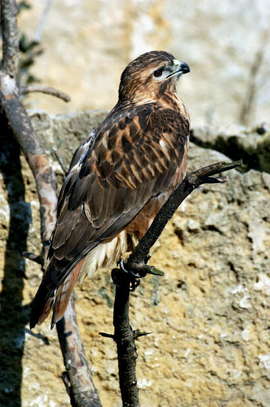 Common Buzzard (vulpinus)