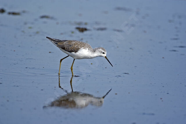 Marsh Sandpiper