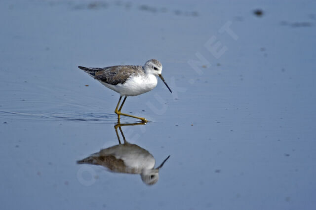 Marsh Sandpiper