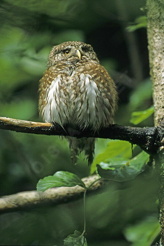 Eurasian Pygmy Owl