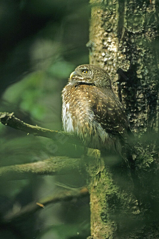 Eurasian Pygmy Owl