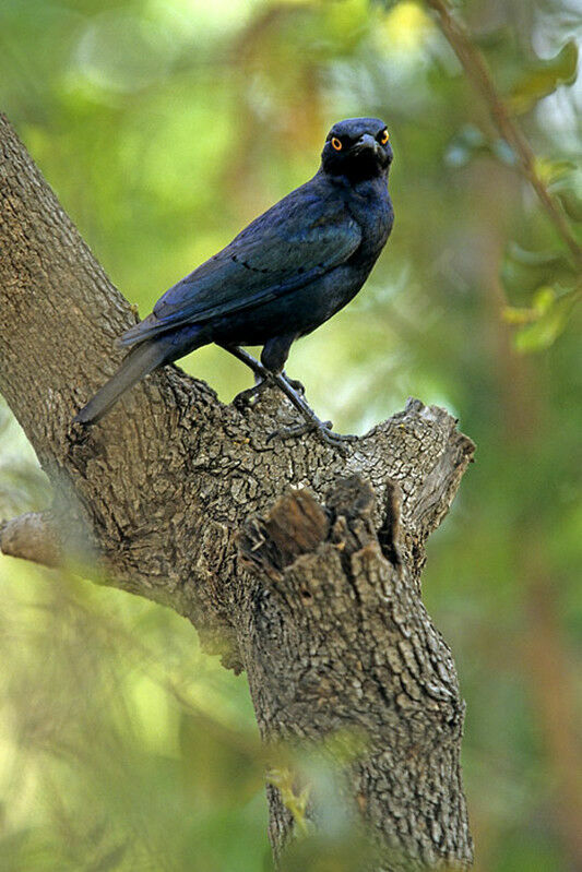 Cape Starling