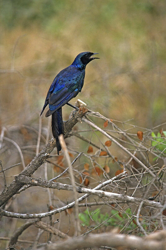 Burchell's Starling