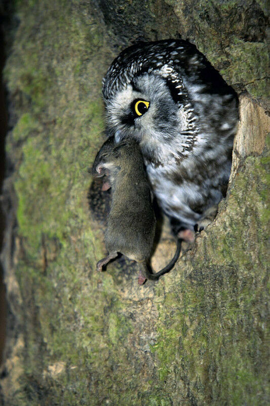 Boreal Owl