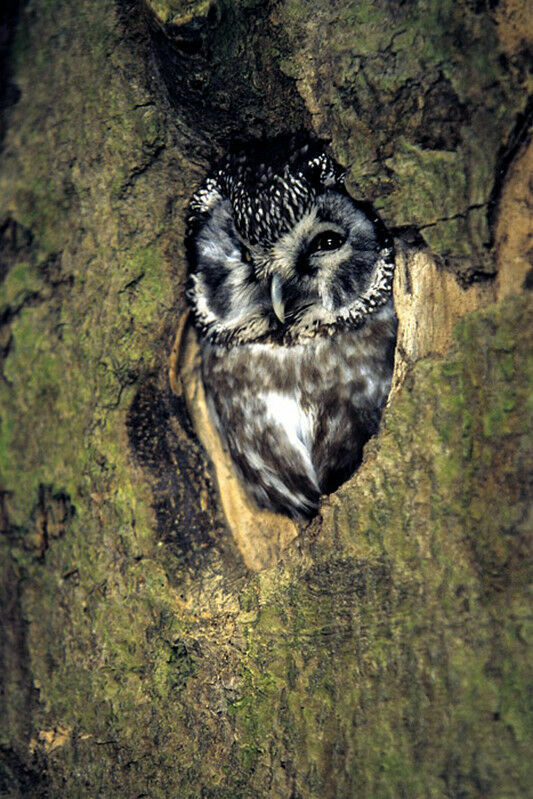 Boreal Owl