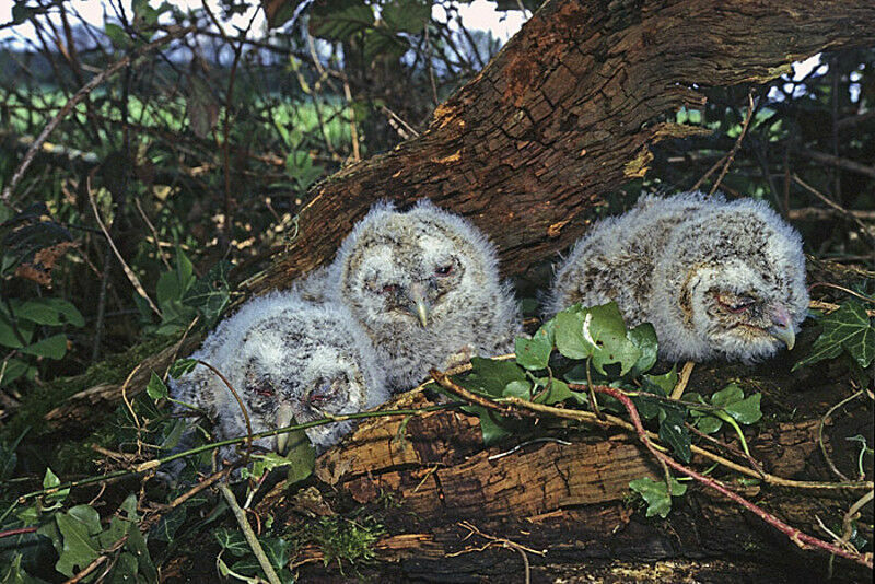 Tawny Owl