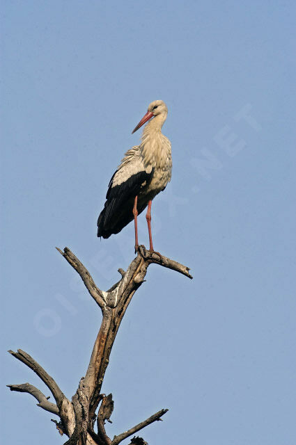 White Stork