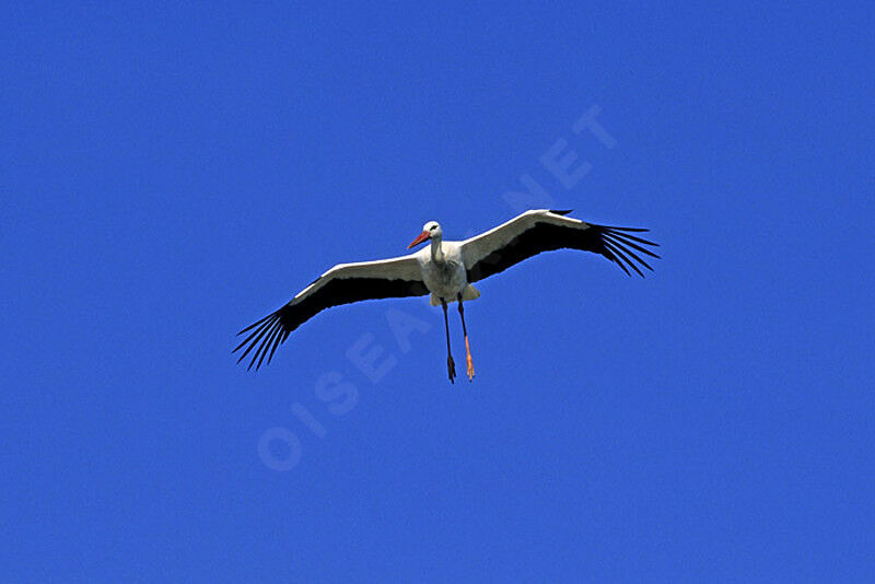 White Stork