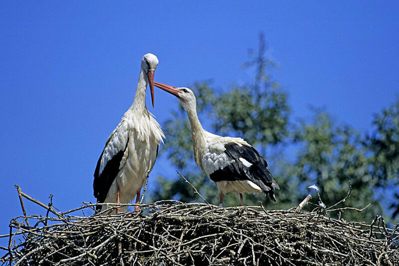 Cigogne blanche