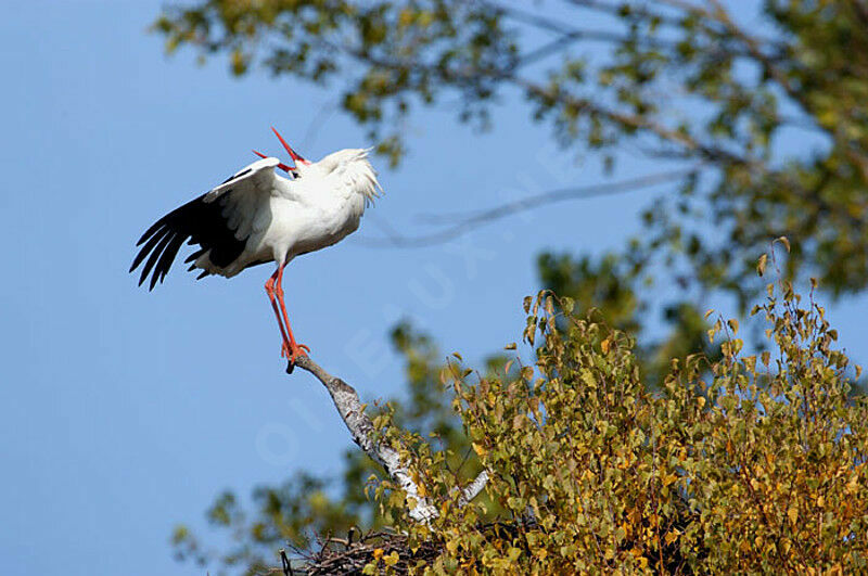 Cigogne blanche