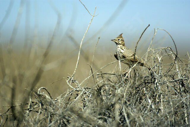 Thekla's Lark male adult