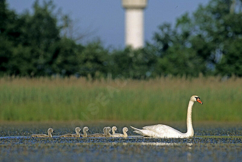 Mute Swan