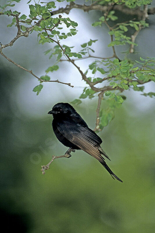 Fork-tailed Drongo