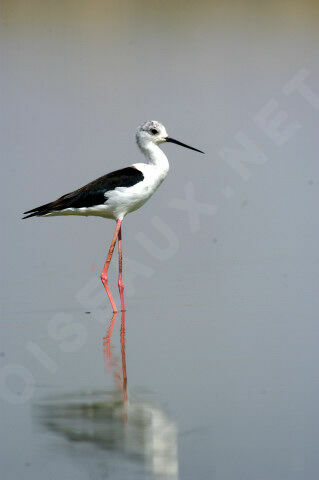 Black-winged Stilt