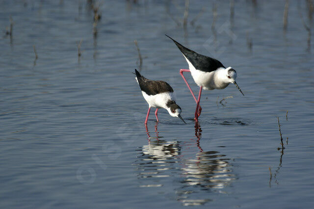 Black-winged Stilt