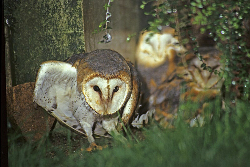 Western Barn Owl