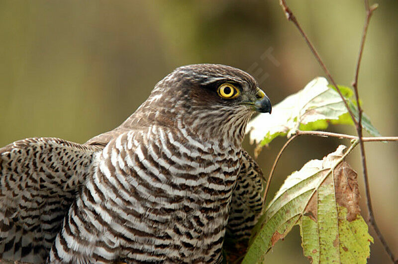 Eurasian Sparrowhawk