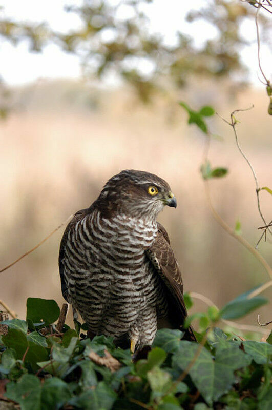 Eurasian Sparrowhawk